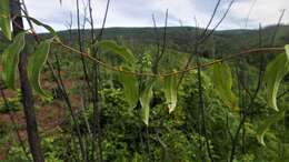 Imagem de Dioscorea bemandry Jum. & H. Perrier