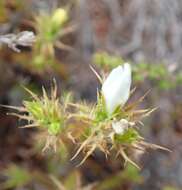 Image of Roella dregeana var. dregeana