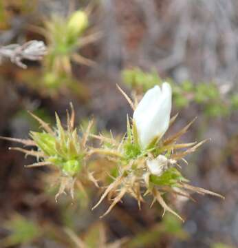 Roella dregeana var. dregeana resmi