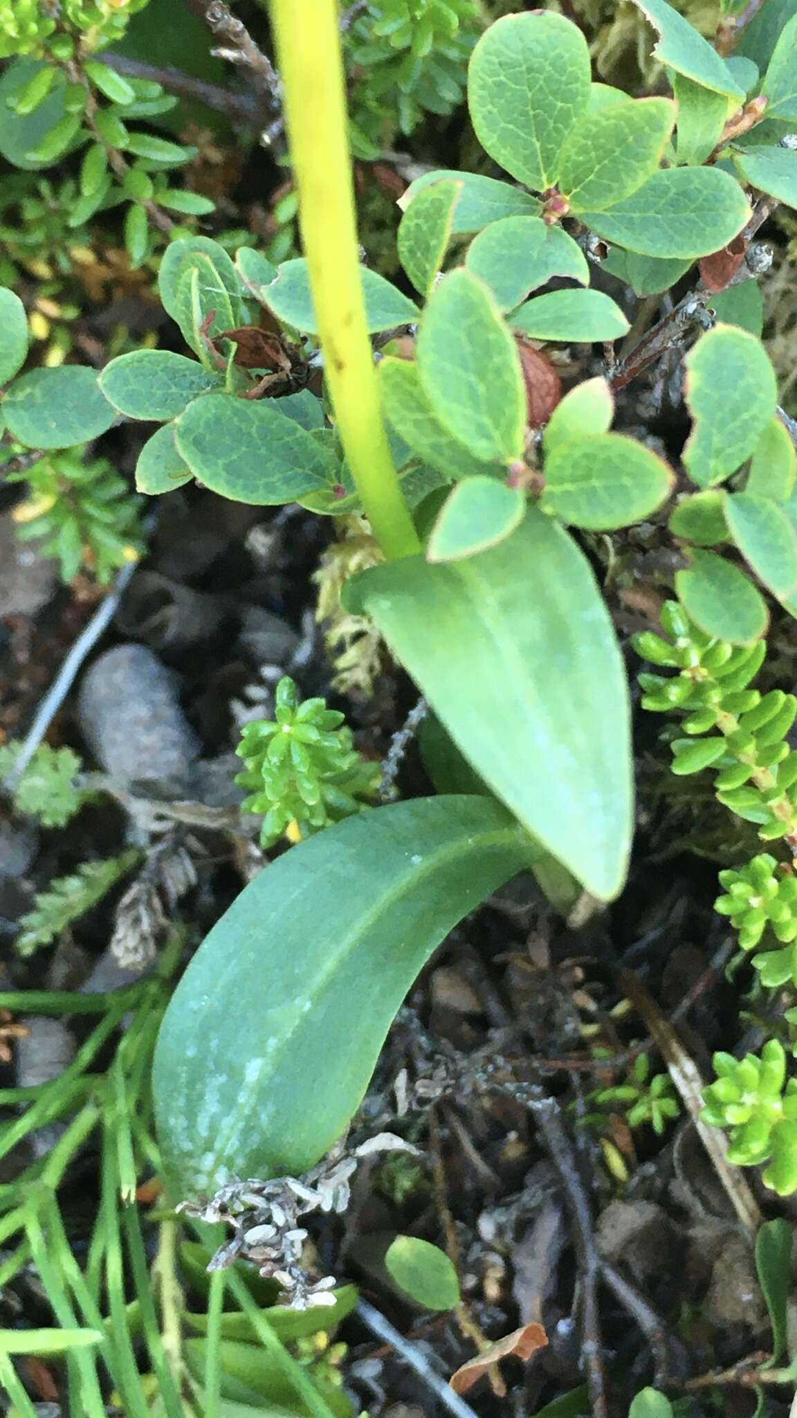 Image of Dactylorhiza viridis var. viridis