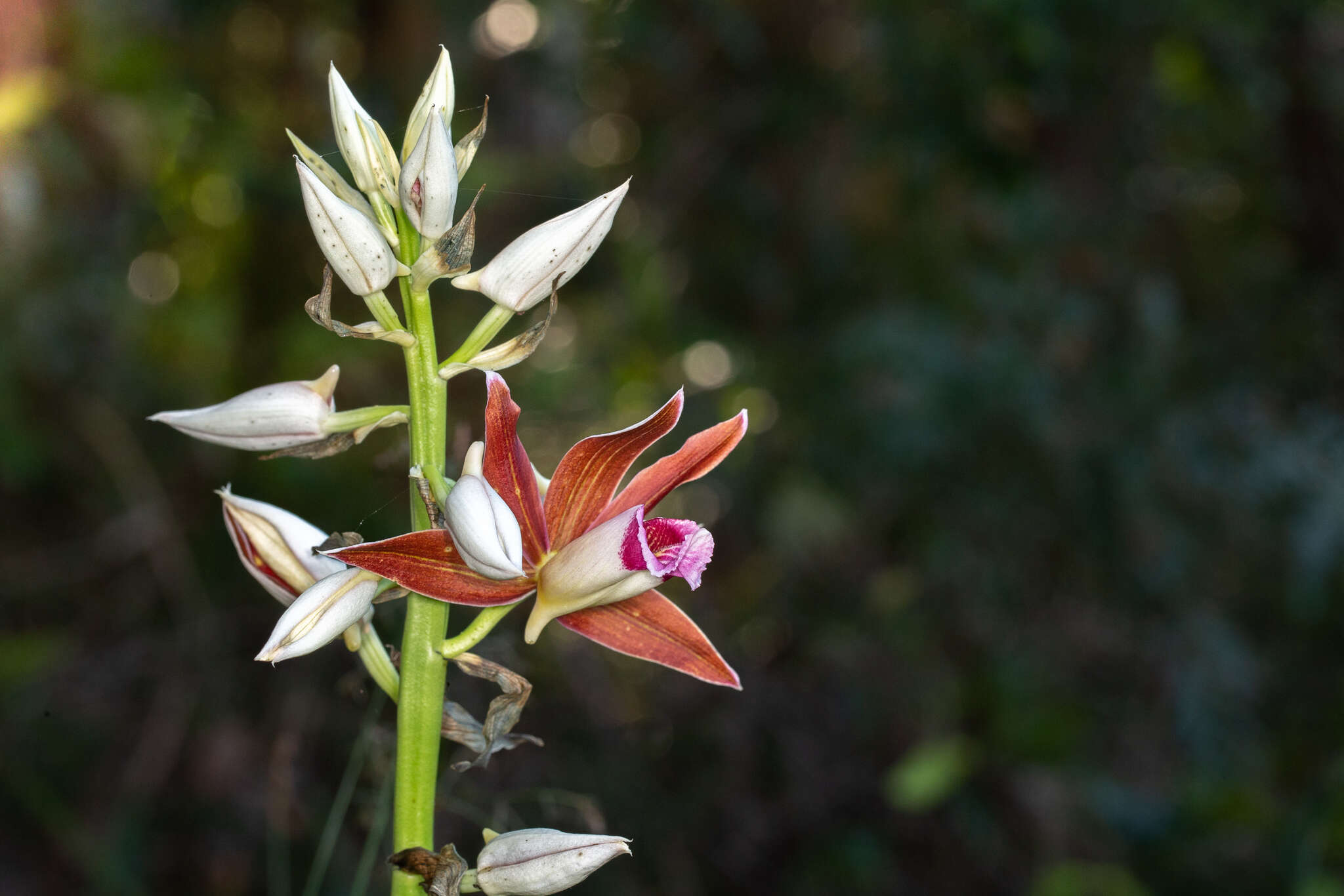 Image of Phaius australis F. Muell.