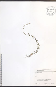 Image of small cranberry