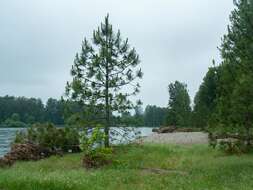 Image of ponderosa pine