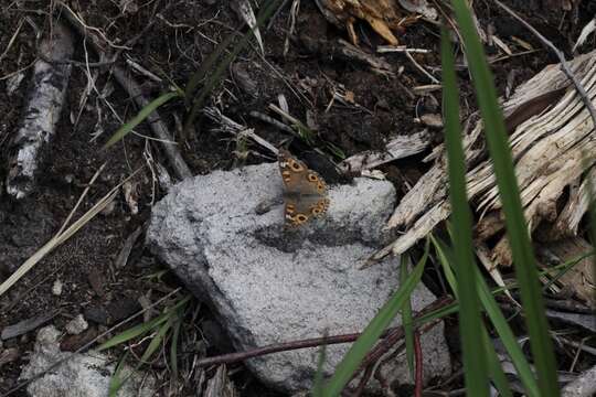 Image of Meadow Argus