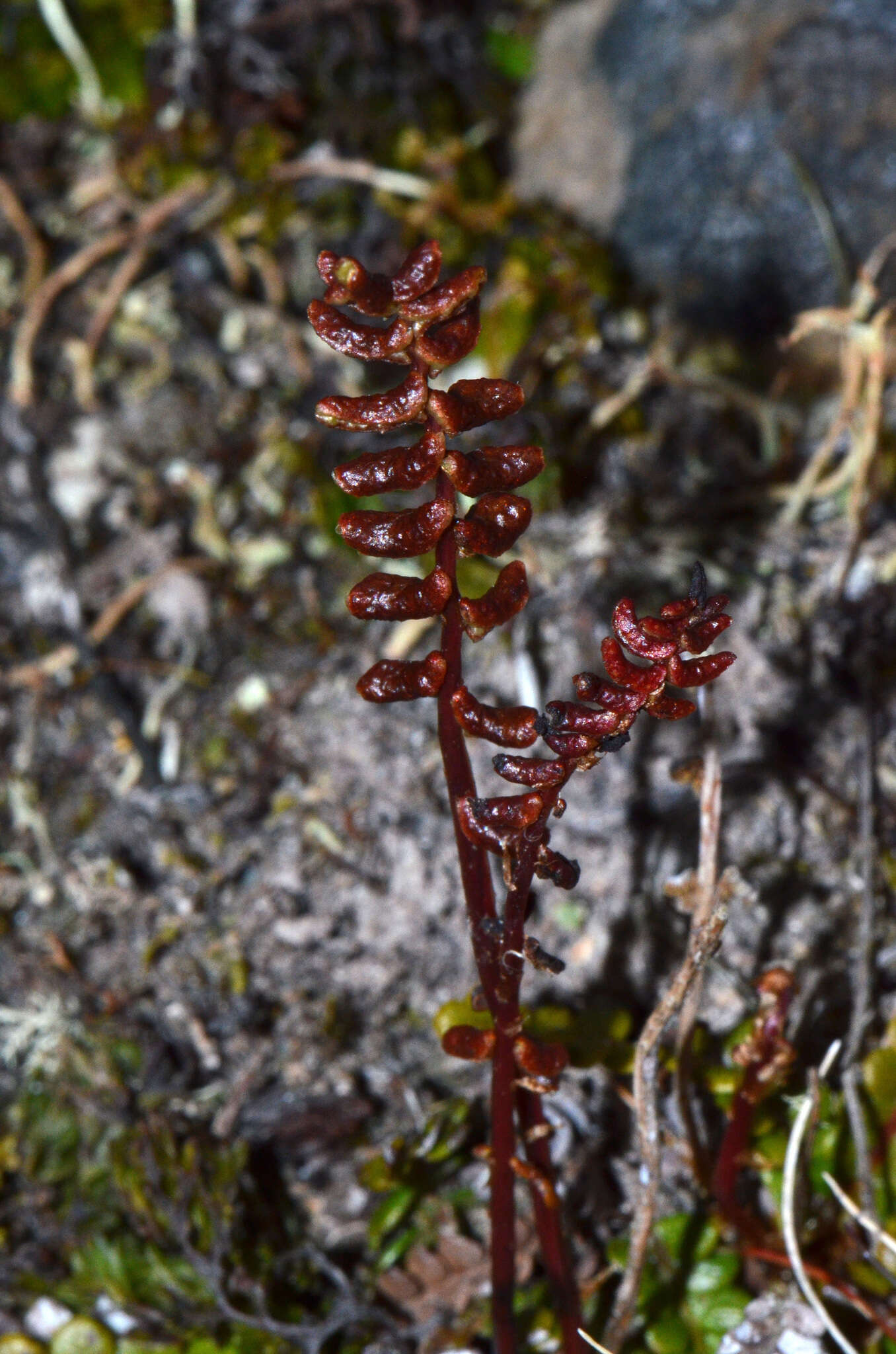 Image de Austroblechnum penna-marina subsp. alpina (R. Br.)