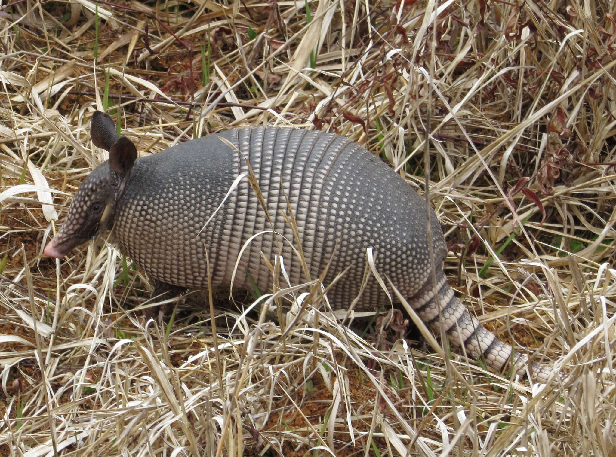 Image of long-nosed armadillos