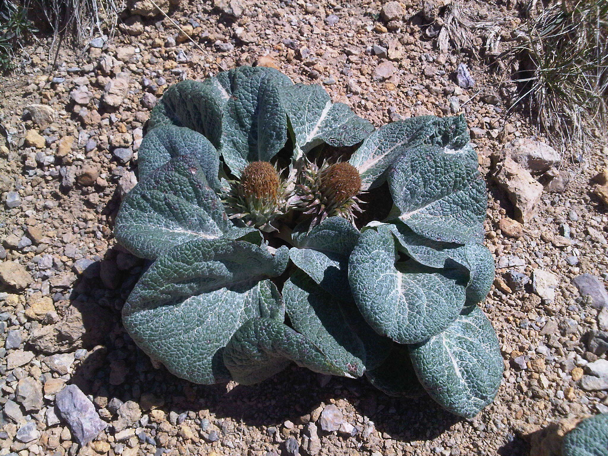 Image of Berardia lanuginosa (Lam.) Fiori & Paol.