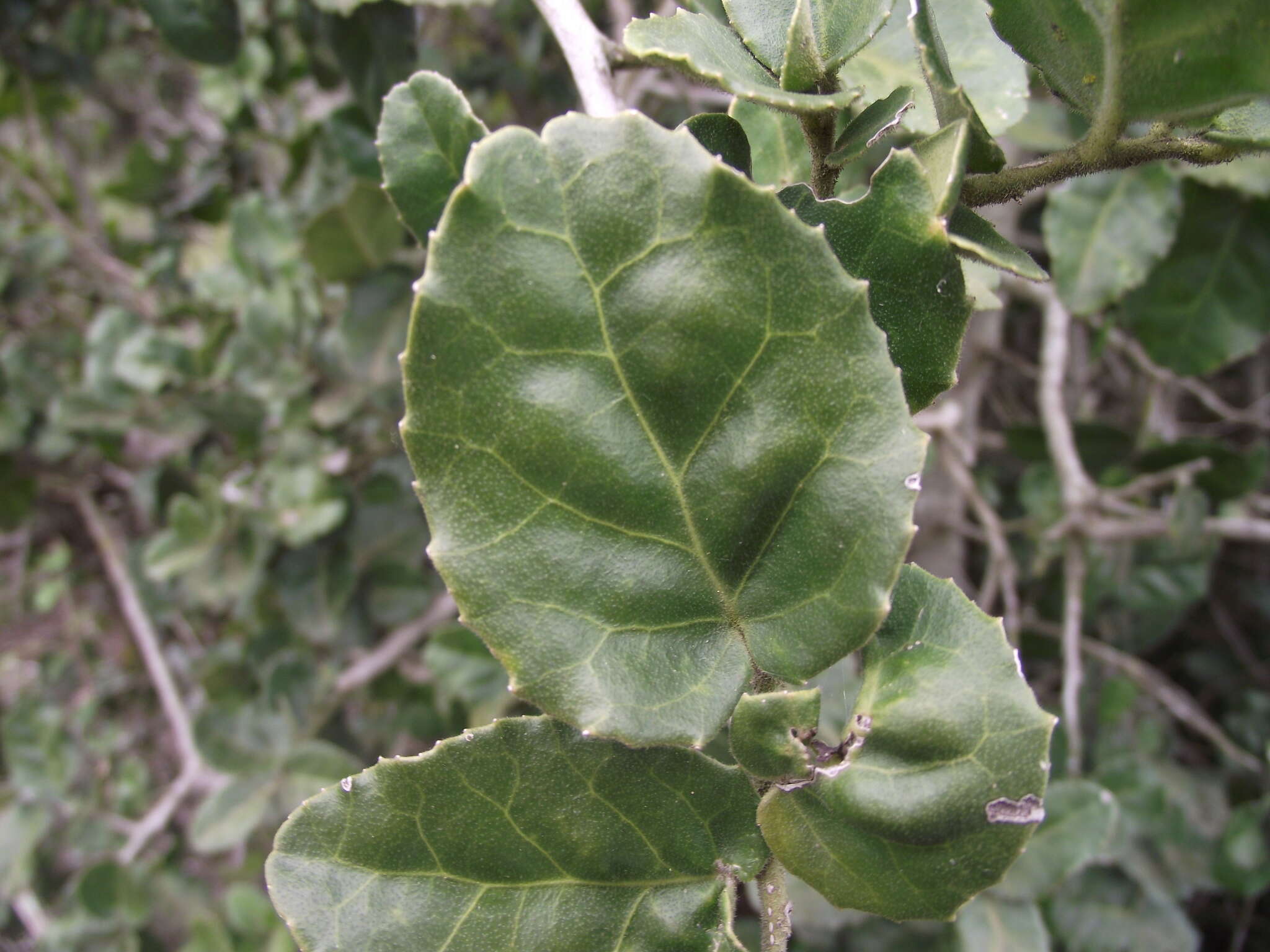 Image de Mystroxylon aethiopicum (Thunb.) Loes.