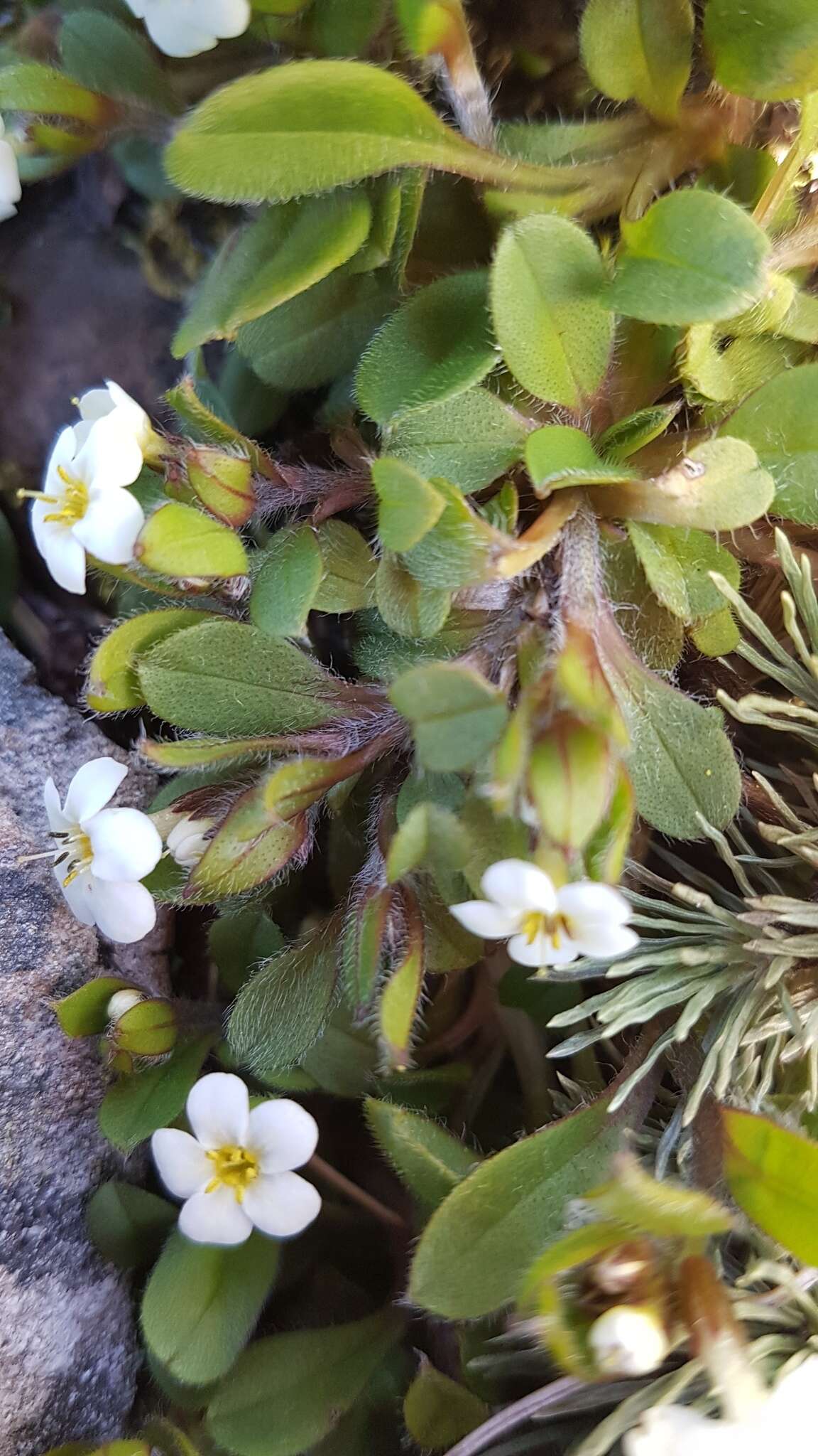 Image de Myosotis lyallii Hook. fil.