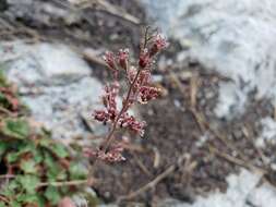 Image de Heuchera elegans Abrams