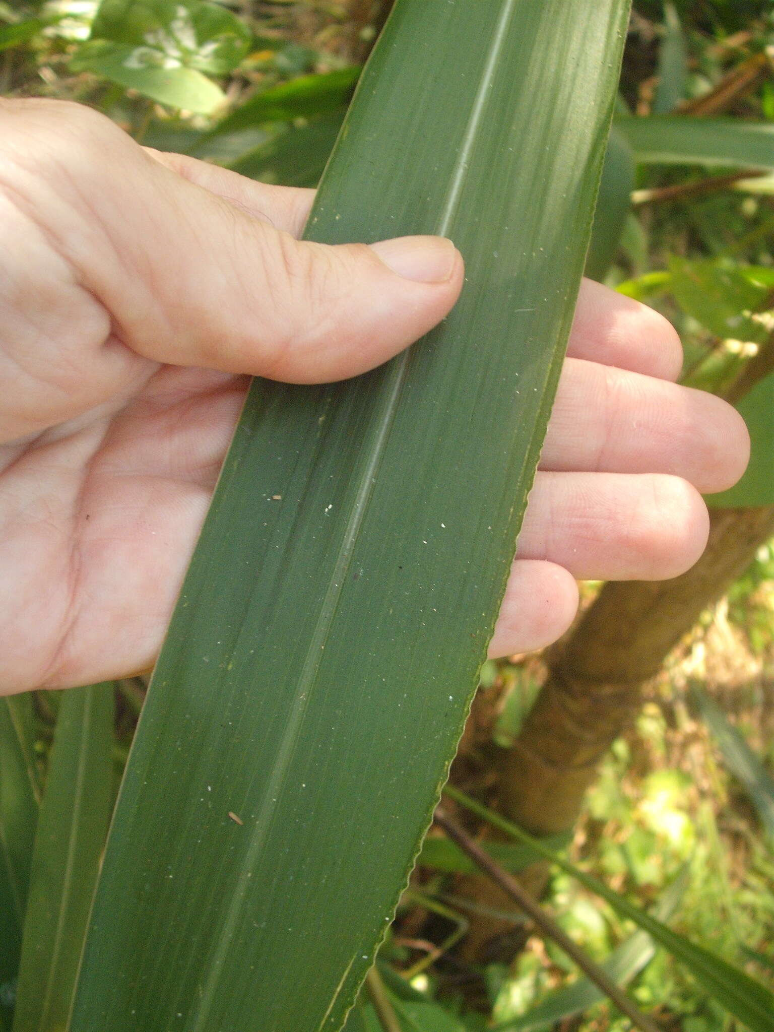 Image of Uruguayan fountaingrass