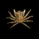 Image of Criocarcinus superciliosus (Linnaeus 1758)