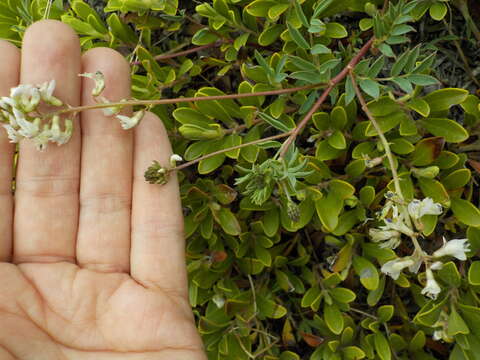 Image of Indian milk-vetch