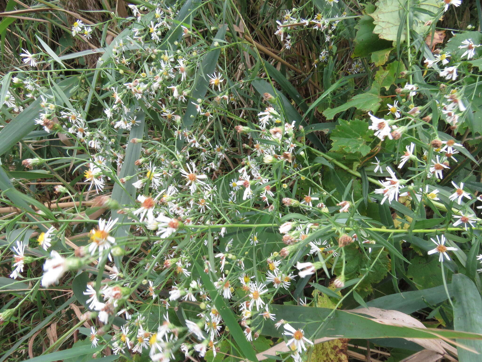 Image of white panicle aster