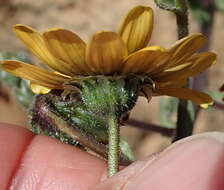 Image of Osteospermum monstrosum (Burm. fil.) J. C. Manning & Goldblatt