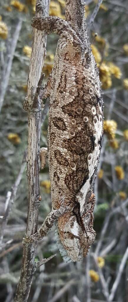 Image of Eastern Cape Dwarf Chameleon