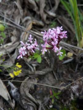 Image of Fedia graciliflora Fischer & Meyer