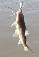 Image of Catfish