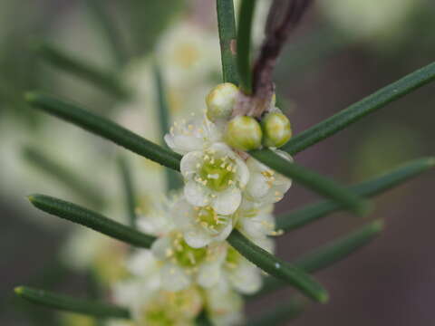 Image of Hypocalymma angustifolium Schau.