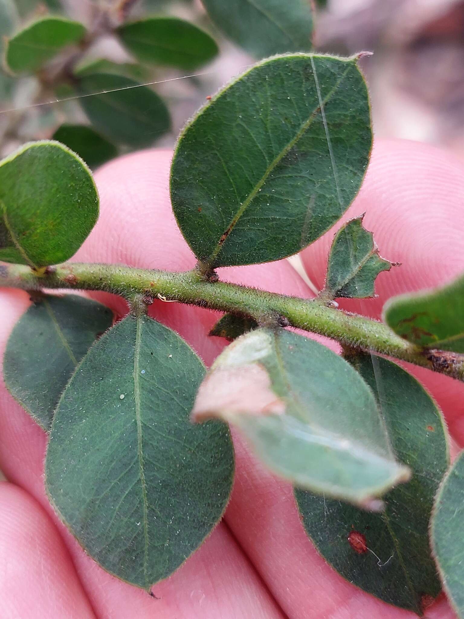 Acacia cremiflora B. J. Conn & Tame的圖片