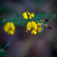 Sivun Bossiaea stephensonii F. Muell. kuva