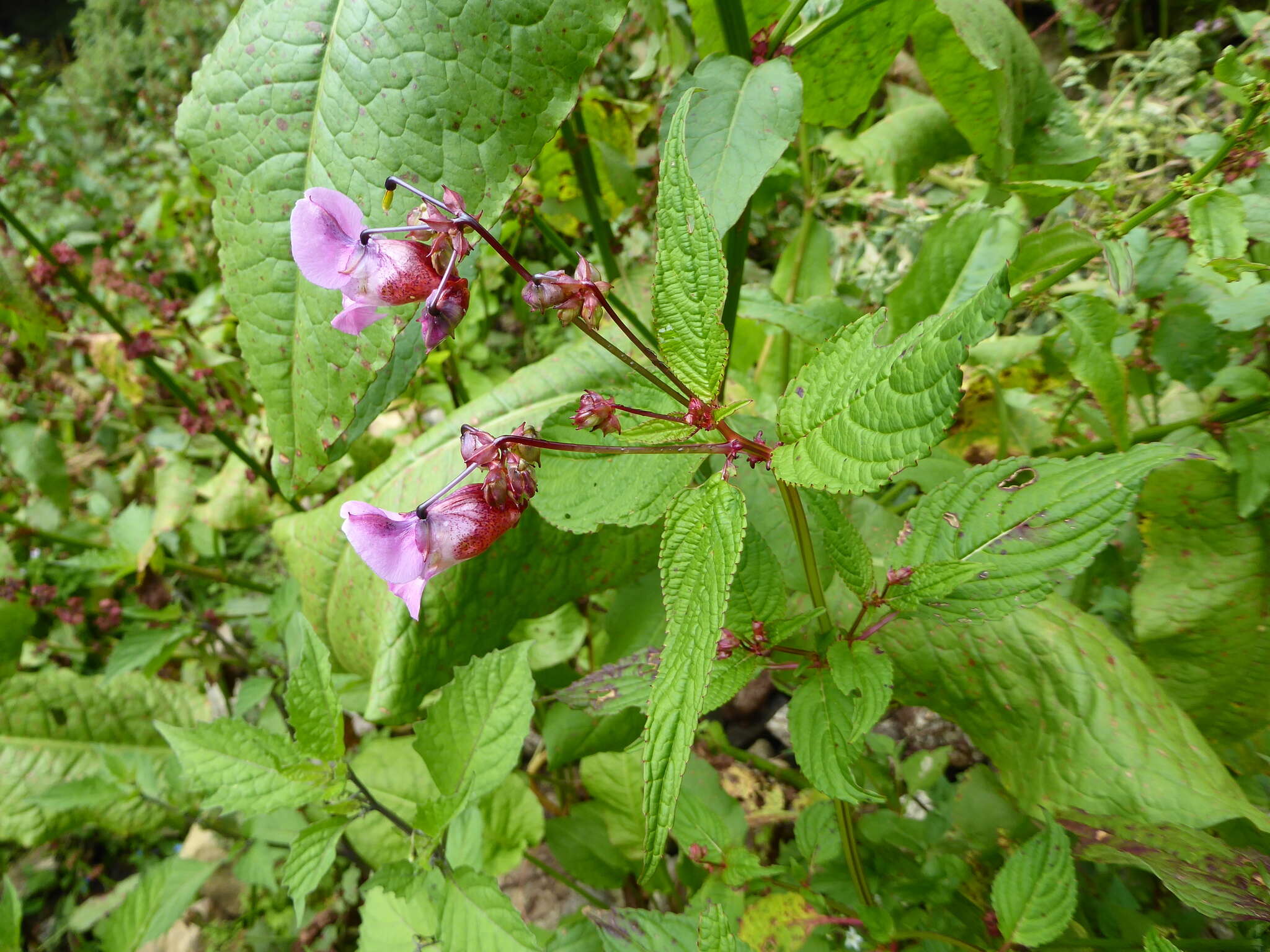 Imagem de Impatiens sulcata Wall.