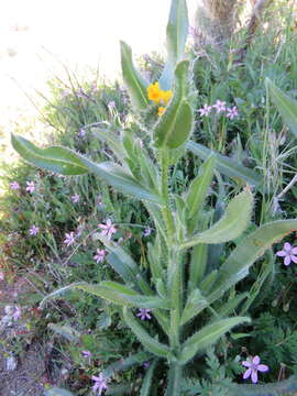 Image of common fiddleneck