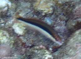 Image of Clown Wrasse