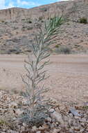 Image of Cooper's rubberweed