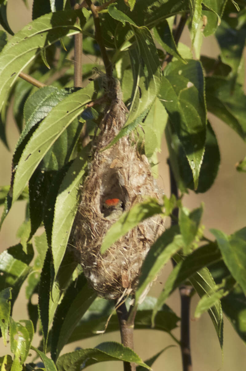 Image of Red-capped Flowerpecker