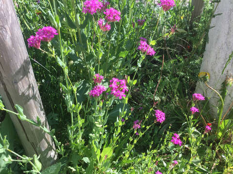 Atocion armeria (L.) Fourr. resmi