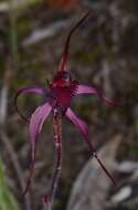 Imagem de Caladenia cruciformis D. L. Jones