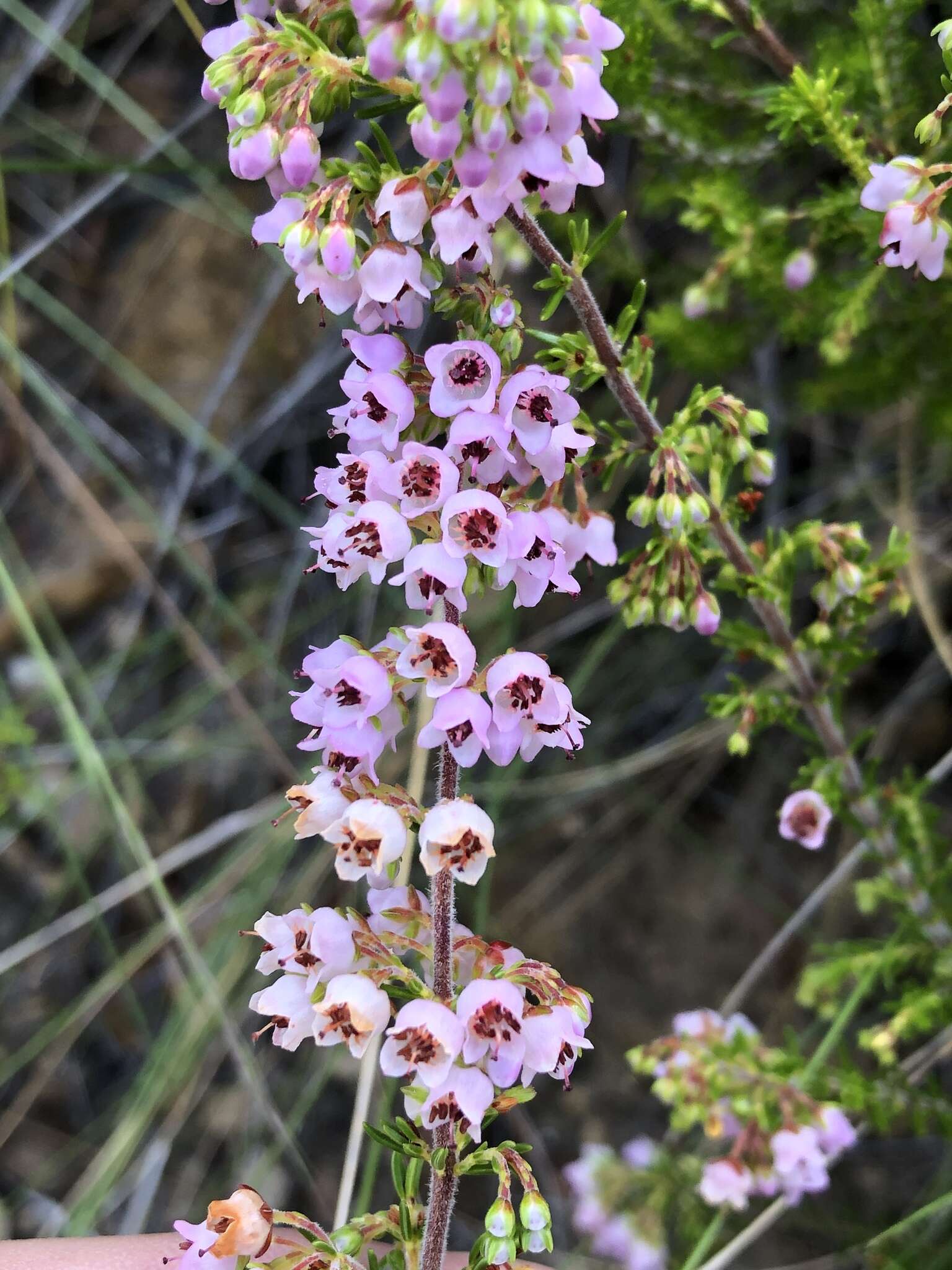 Image of Erica curvirostris var. curvirostris