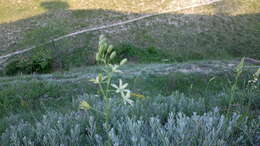 Слика од Ornithogalum pyrenaicum L.