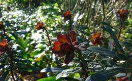 Image of Wood Spurge