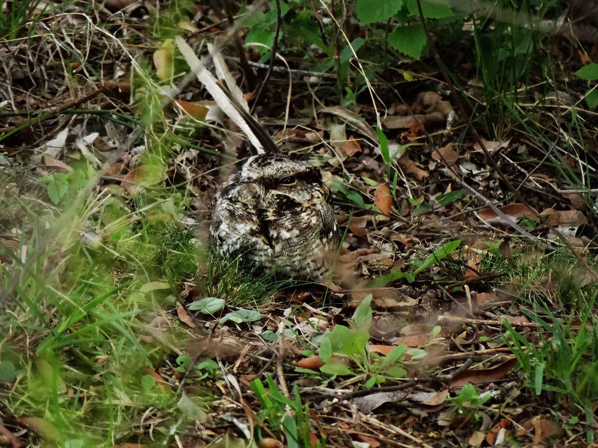 Image of Scissor-tailed Nightjar