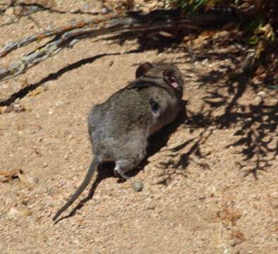 Image of chinchilla rats