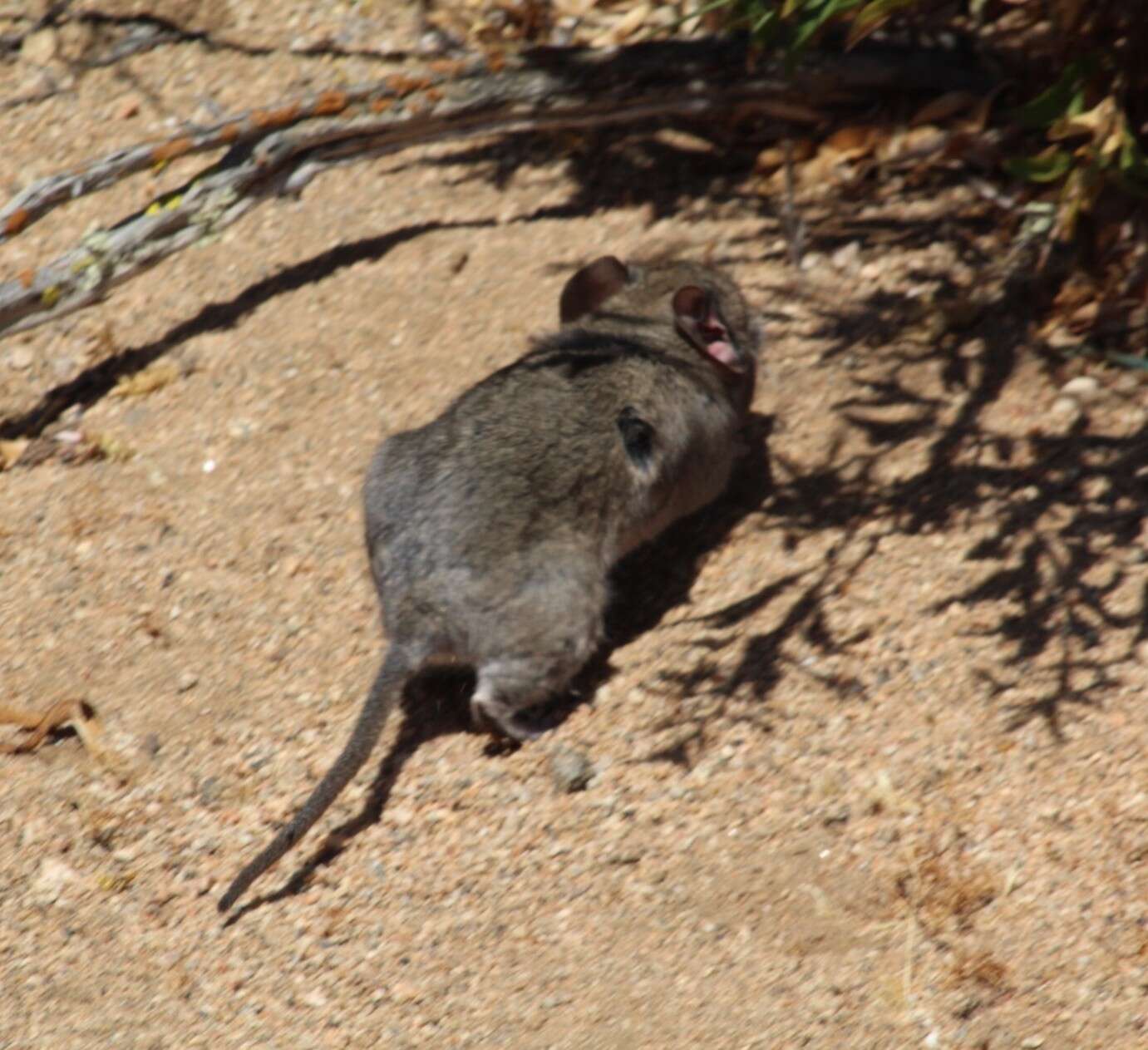 Image of Bennett's Chinchilla Rat