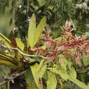 Tillandsia maculata Ruiz & Pav.的圖片