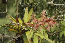 Tillandsia maculata Ruiz & Pav.的圖片