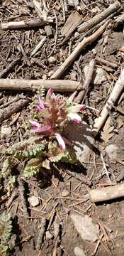 Image of dwarf lousewort