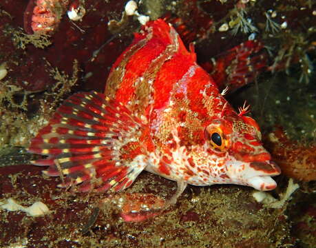 Image of combfishes