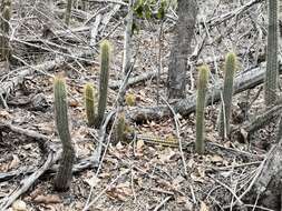 Plancia ëd Pilosocereus purpusii (Britton & Rose) Byles & G. D. Rowley