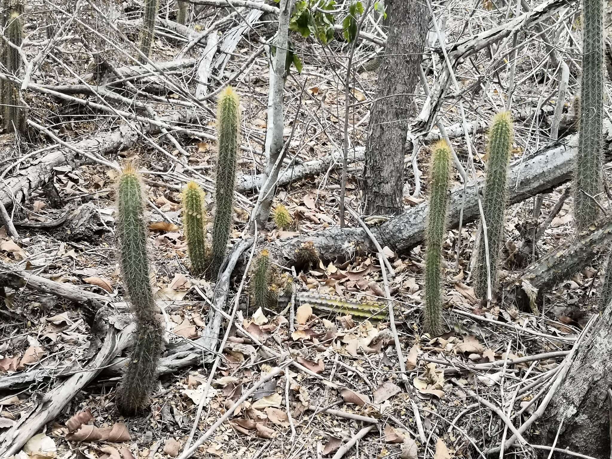 Plancia ëd Pilosocereus purpusii (Britton & Rose) Byles & G. D. Rowley