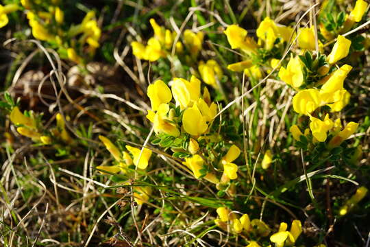 Image of golden broom