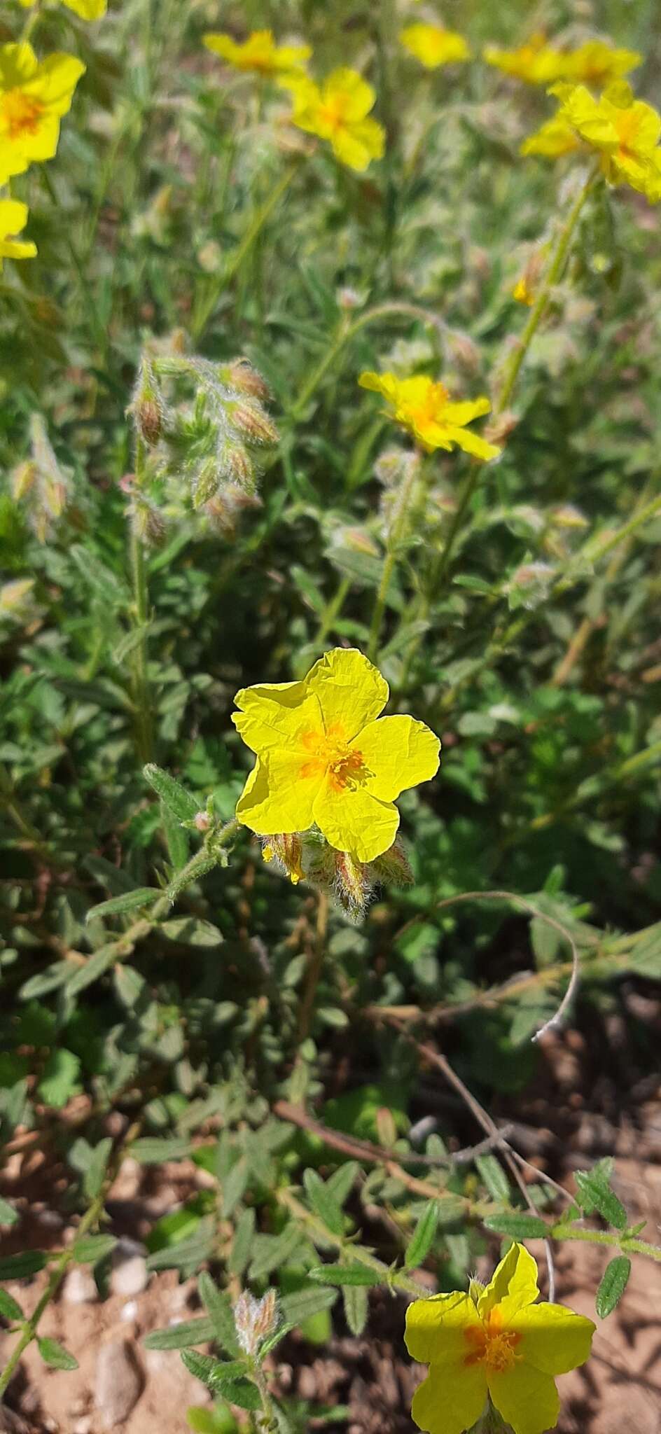 Plancia ëd Helianthemum hirtum (L.) Miller