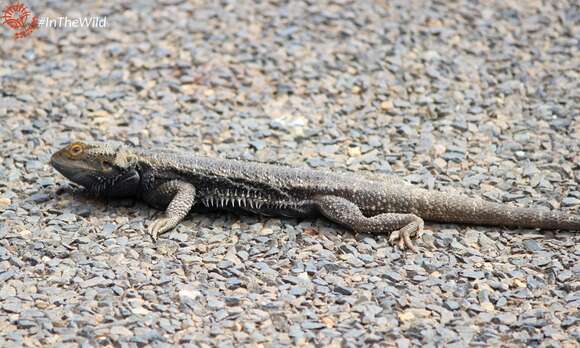 Image of Central bearded dragon