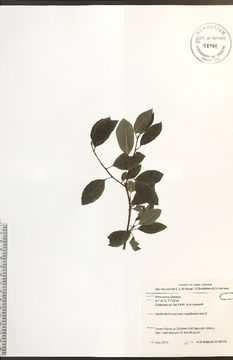 Image of catberry