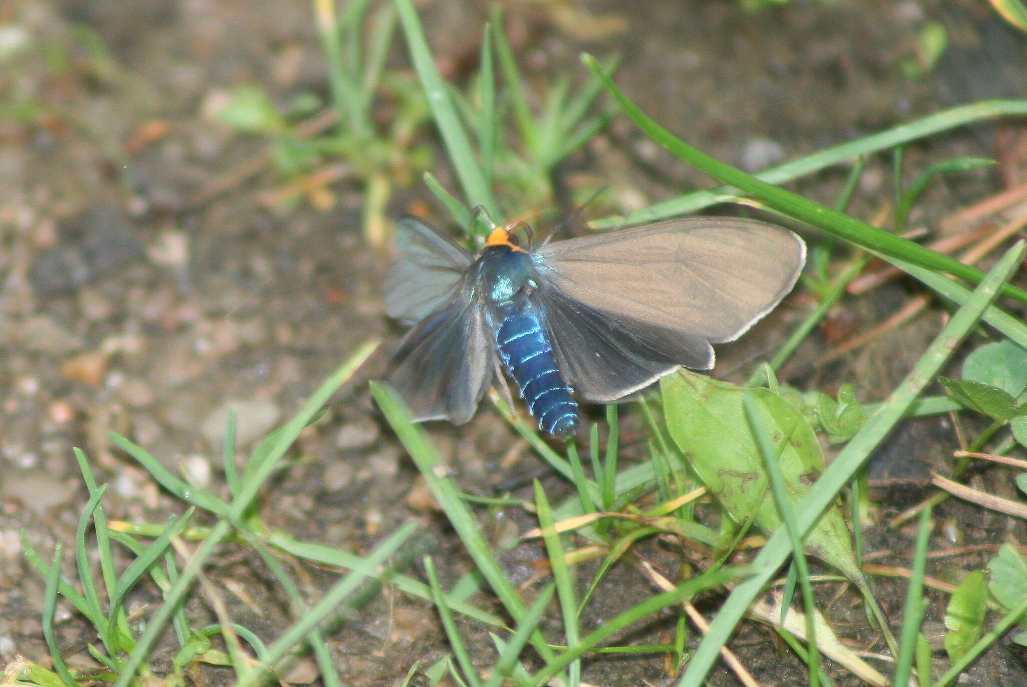 Image of Virginia Ctenucha