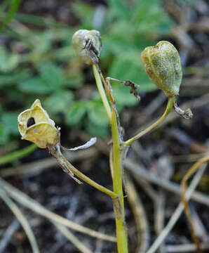 Image of Ornithogalum comosum L.